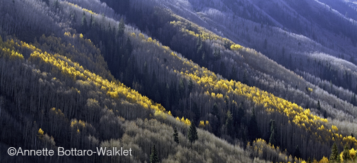 Fine photographic print of Colorado aspens by Annette Bottaro-Walklet, at Sun to Moon Gallery, Dallas, TX